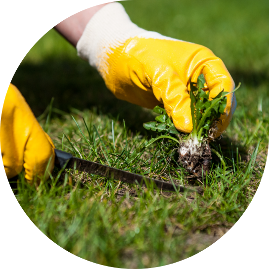 Weed Removal Weed Removal