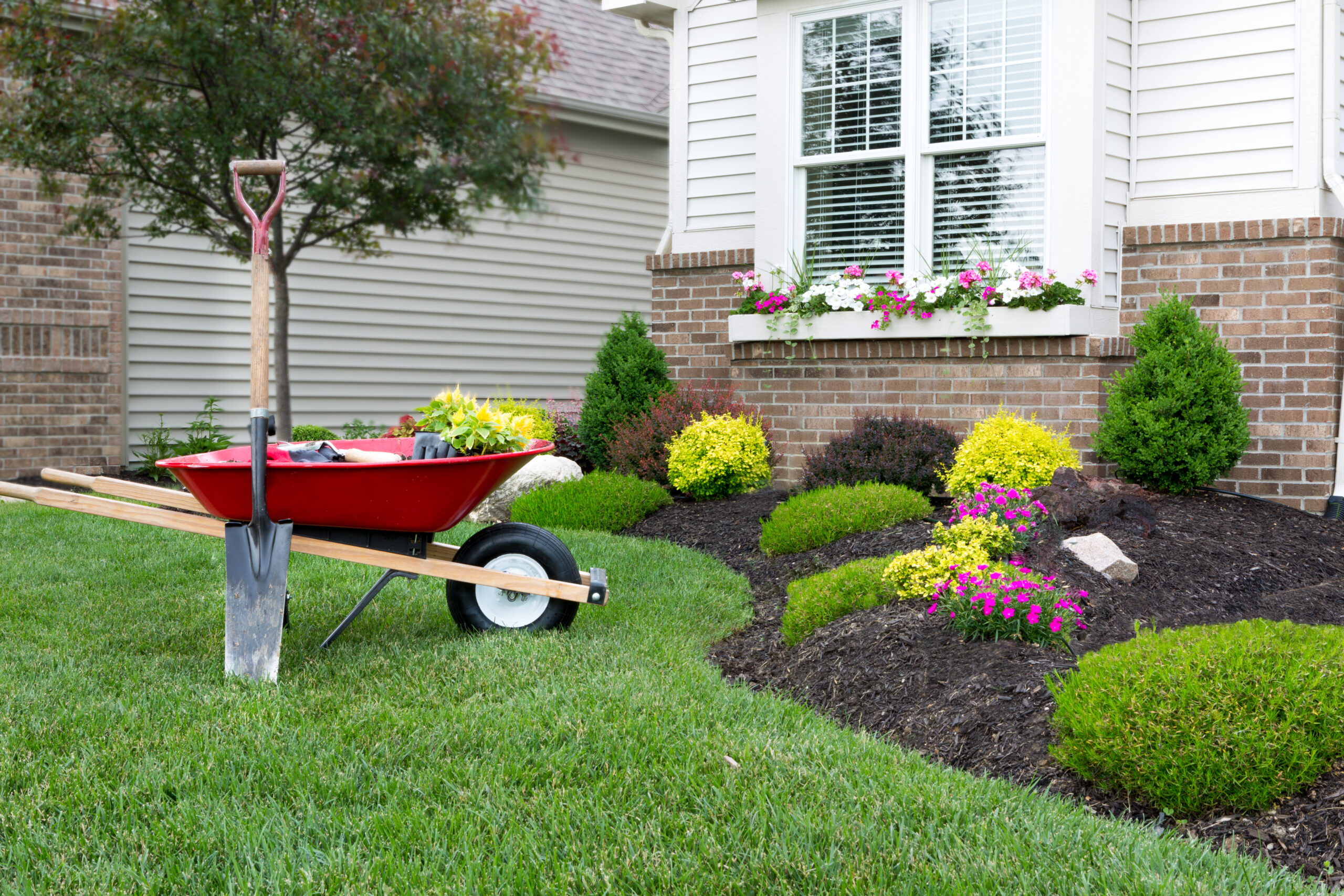 Planting A Celosia Flower Garden Around A House