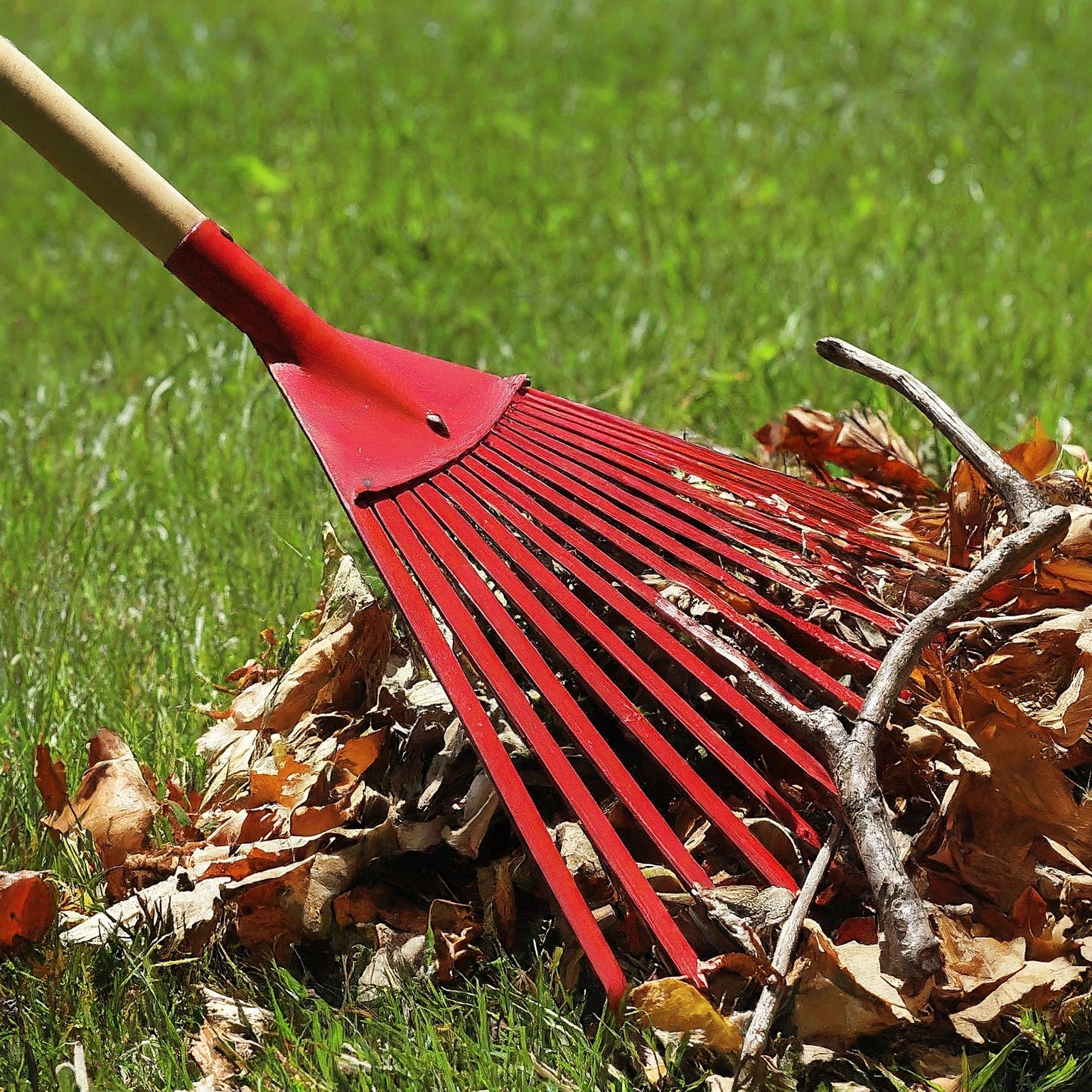 Raking up leaves and debris for a spring clean up Raking up leaves and debris for a spring clean up