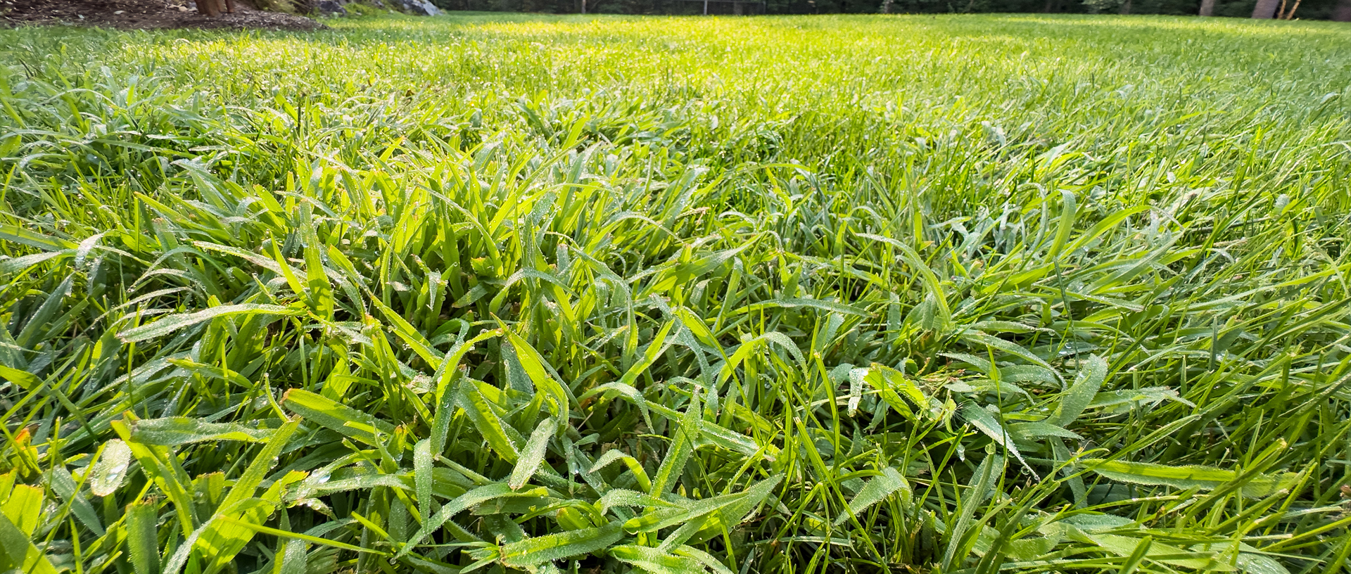 Crabgrass